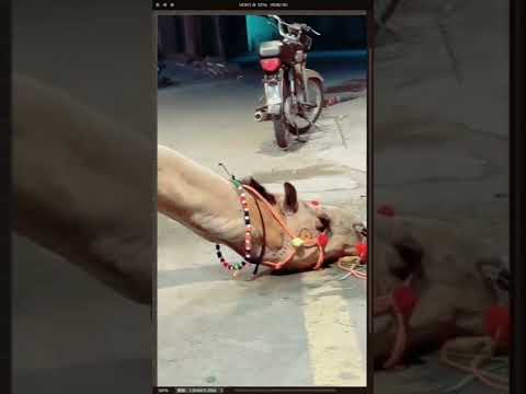 camel life last views 2022 | Eid Qurban 2022 | #shortsvideo #camel #animals