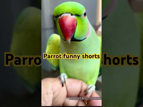 Mammi ek glass pani dedo 😂🦜#funny #comedy #viralvideo #ytshort