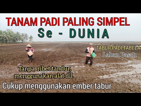 PLANTING TABLELA RICE || Different From The Others || This is the simplest,..!!