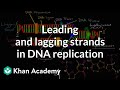 Exploring Leading and Lagging Strands in DNA Replication
