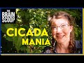 Cicadas: Life Cycle and Impact