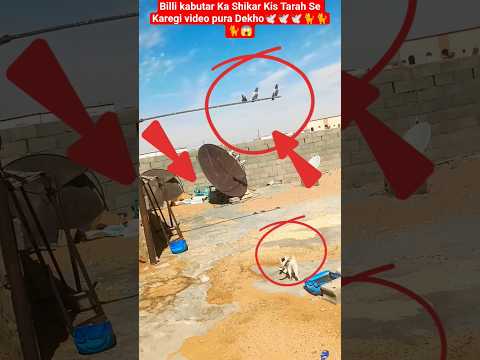 kabutar ke upar Billi Ne Kis Tarah Se Hamla Kiya🕊🕊🐈😱#pigeon#kabootarba#bird#pets#kabutar#kabootar