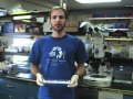 Digestive Enzymes and Marine Development