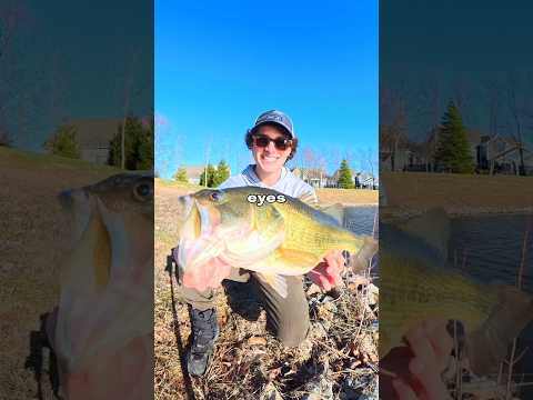 I Caught a GIANT Fish ๐๐ฃ