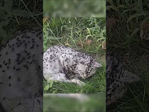 ЖАЛКО ЕГО???