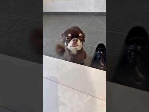 何してるんだyo! #チワワ #犬のいる生活 #chihuahua #dog #犬の気持ち