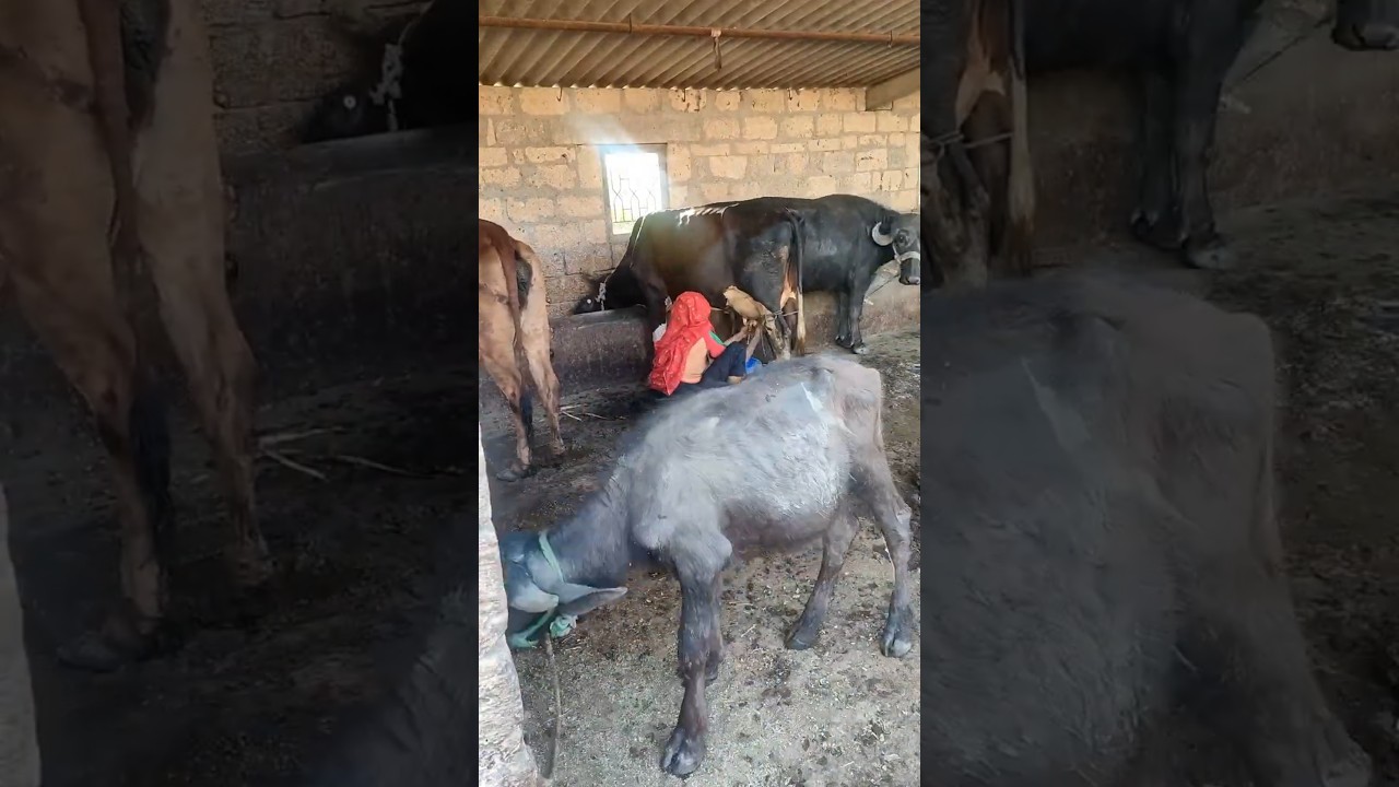 Order Video