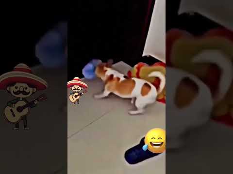 Perrito Hace Berrinche 🤣🤣#funny #dogs a#pets #humor #viralvideo 👍😂😂