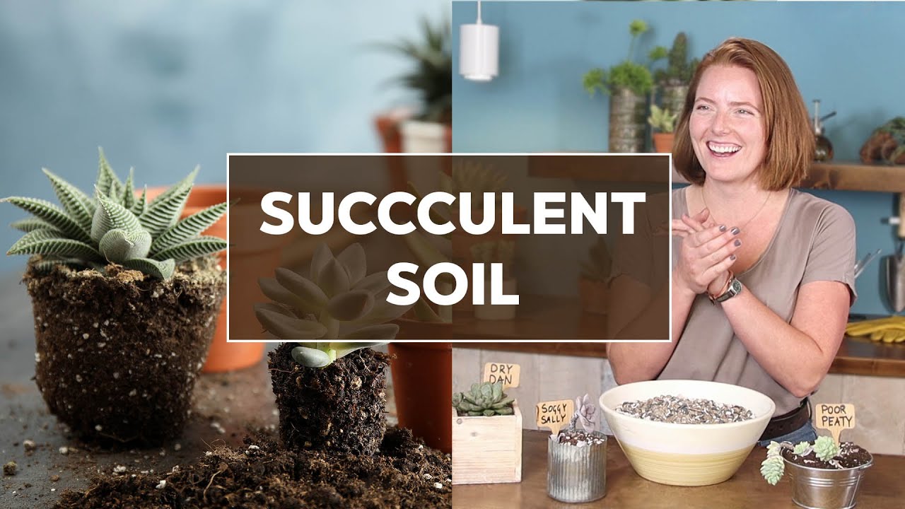 Succulent Soil: The Ultimate Guide - Mountain Gardens