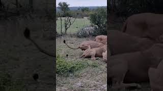 Lion pride feasting as hyenas wait their turn!