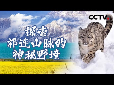 一起跟着镜头穿越昆仑山脉 沿着青海湖的广阔水域 探索祁连山脉的神秘野境！【CCTV纪录】