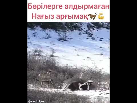 Айғыр қасқырға алдырмады 😍🇰🇿🐴 #кокпар #казакстан #айғыр #аттар