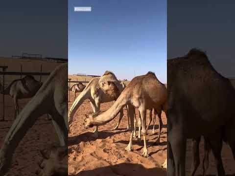 ماذا يعني إطعام الإبل ثعابين سامة؟ 🐪🐍 #معلومة