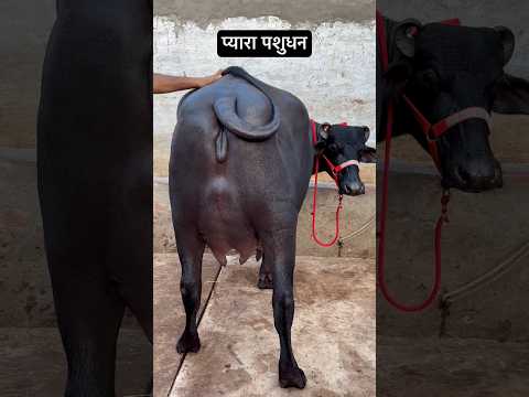 किरमरा वाले बोरे की शानदार मुर्राह झोटी😻😻 #buffalo #agriculture #wildlife #cow #murrah #dairyfarm