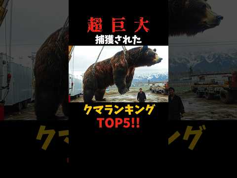 デカすぎ❗️捕獲された巨大グマ#shorts