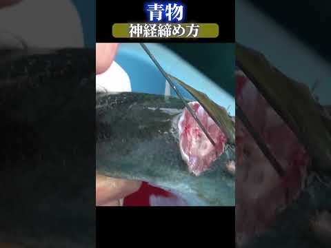 青物神経締め