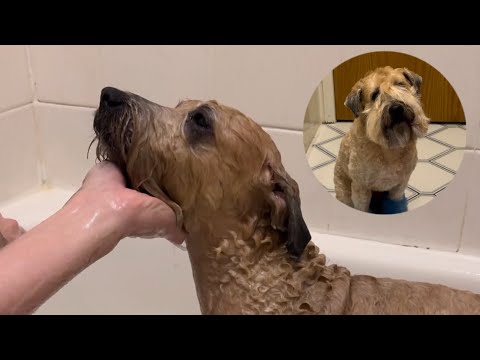 How to PROFESSIONALLY wash (and dry) your dog at home!