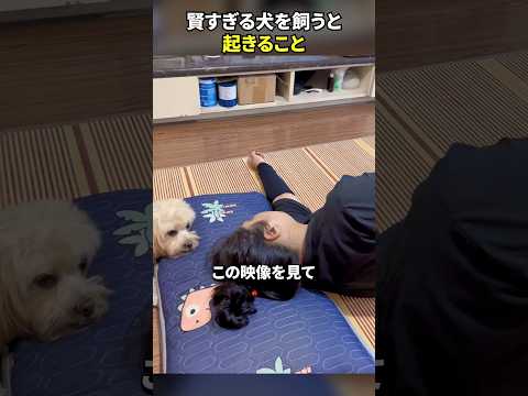 賢すぎる犬を飼うと起きること