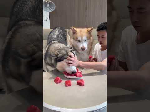 Dog: Talking, it's over, show off your pet, cute