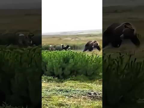 охотничий выстрел на медведя балек хороший выстрел на медведя