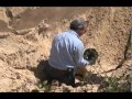 Gopher Tortoise Relocation and Conservation