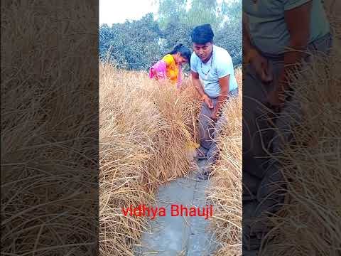 मजा आ गया राजा  vidhya Bhauji#shorts #shortsvideo #youtubshorts