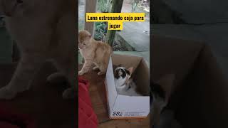 mi gata luna, la consentida 😻