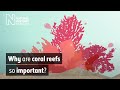 Coral Reefs: Secret Cities of the Sea