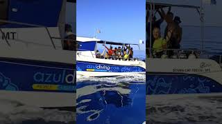 Diving in Madeira Island with Azul diving 🤟 #underwater #madeira #funchal #travel #funchal