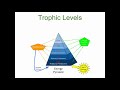 Ecosystem Dynamics and Energy Flow