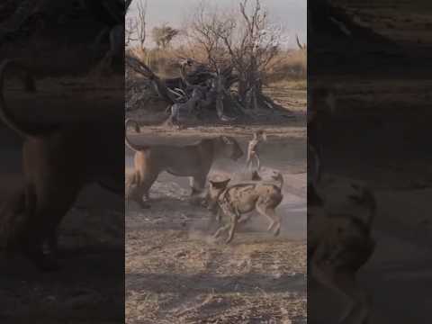 Lioness Defends Her Cub Against a Pack of Wild Dogs