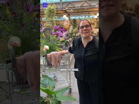 Fakta Tanaman Putri Malu di Negara Swiss.