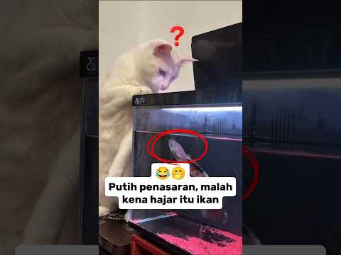 Putih penasaran, malah kena hajar ikan😂🤭#feedshorts #kucinglucu #funnyshorts