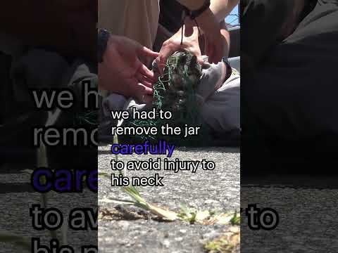 Homeless kitten has a broken jar on his head ? Full video: www.HopeForPaws.org ❤️ #cat #kitten