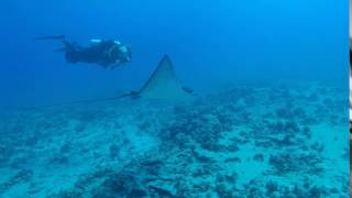 Eagle Rays Encounter   Dive Oahu