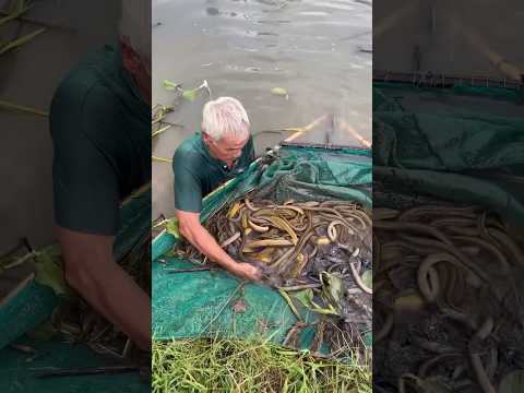Trapping Giant Eel Fish With Primitive Survival Skills