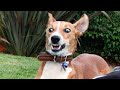 Animal Behavior and Reactions