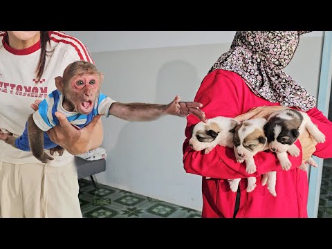 OMG😭 Su cried when a stranger stole all puppy