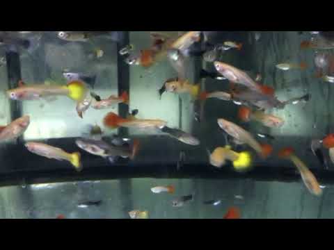 Poecilia Ret. Guppy Vrouw M