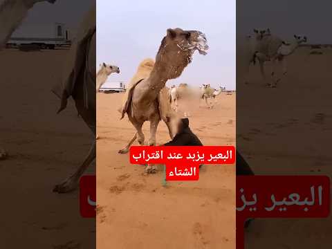 بعير يرغي اي يزبد عند اقتراب الموسم في بداية الشتاء
