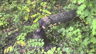 Terrifying Footage Found in Abandoned Cabin