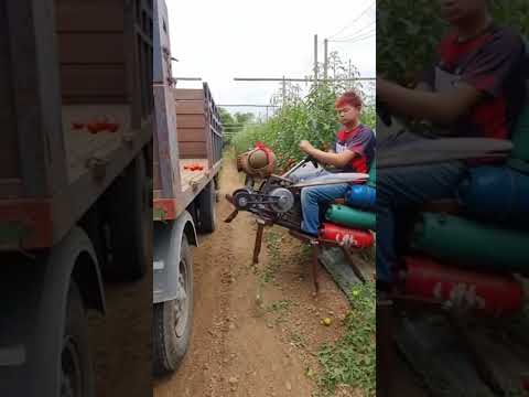 หุ่นยนต์แมลงวัลเก็บมะเขือเทศ #ตลก #ขำๆ #funny #robot #machine #done #sora #นกเป็ด