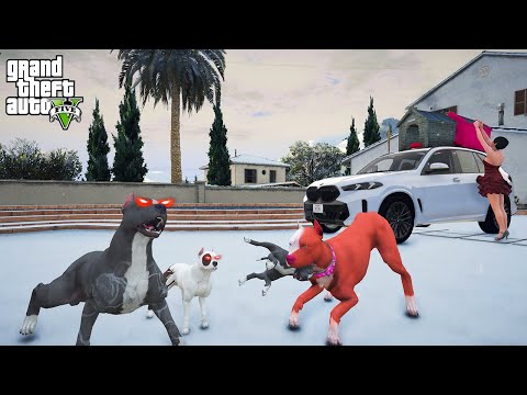 BARBİE YAVRU PİTBULL'U DÖVDÜ! BABA PİTBULL CANAVAR MODUNU AÇTI! - GTA 5