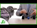 Understanding Magic and Cognition