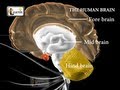 Brain Functions and Anatomy