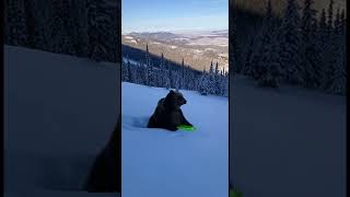 Karma Bear 🐻 Enjoys Sledding Adventure in Snowy Mountains #karma #bearfun #shorts