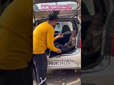 किसी बेज़ुबान की जान उतनी ही महत्वपूर्ण है जितनी इंसान की है #monkey #bejubaan #youtubeshorts #viral