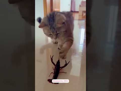 Too Much Curiosity Can Be Dangerous 😼🐾