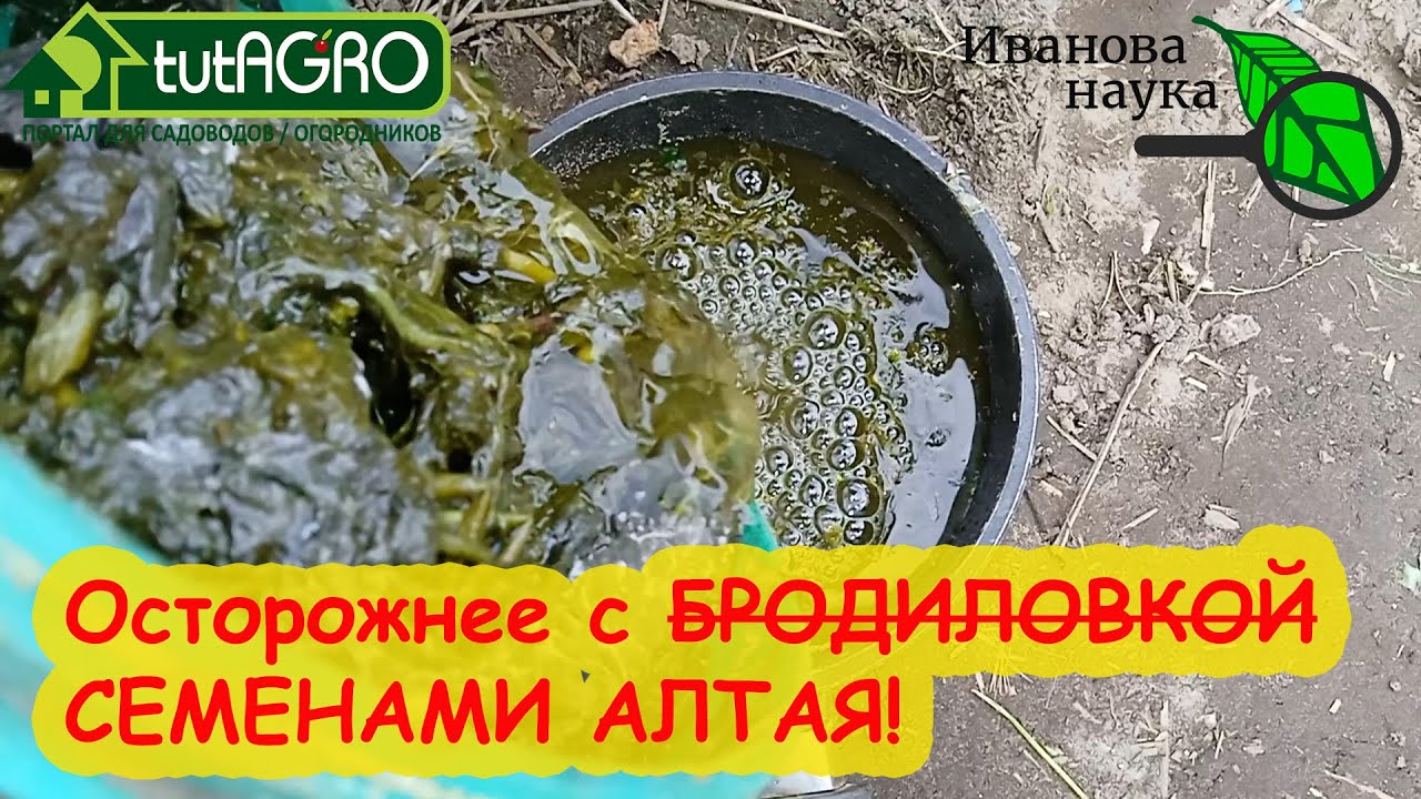 Красным стержнем. Осторожно с советами канала семена алтая! Не все то бродиловка, что вонит!