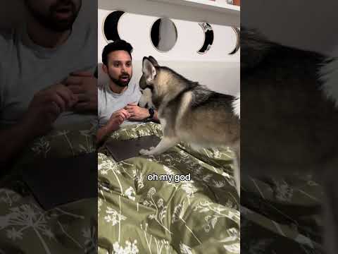 Sapphie the pomsky tells daddy to stop working